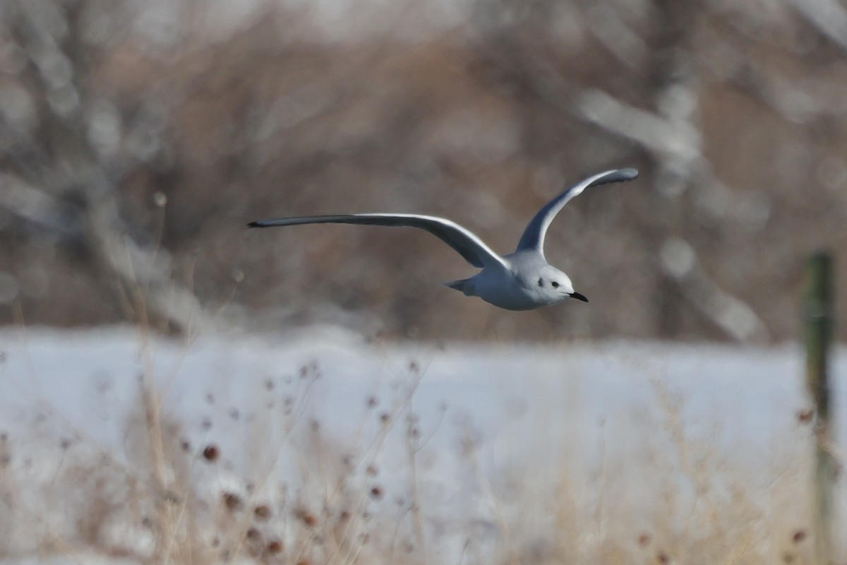 Bonaparte's Gull - ML646363430
