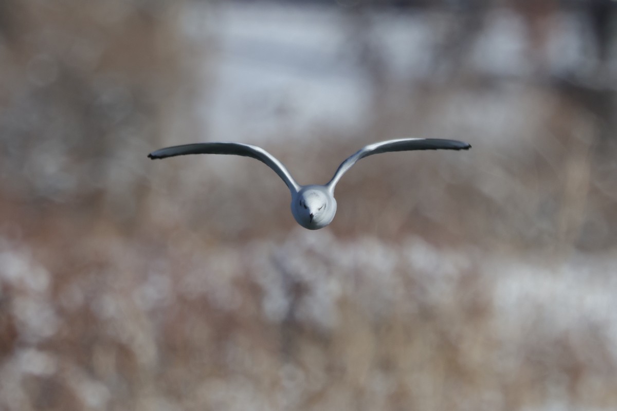 Bonaparte's Gull - ML646363431