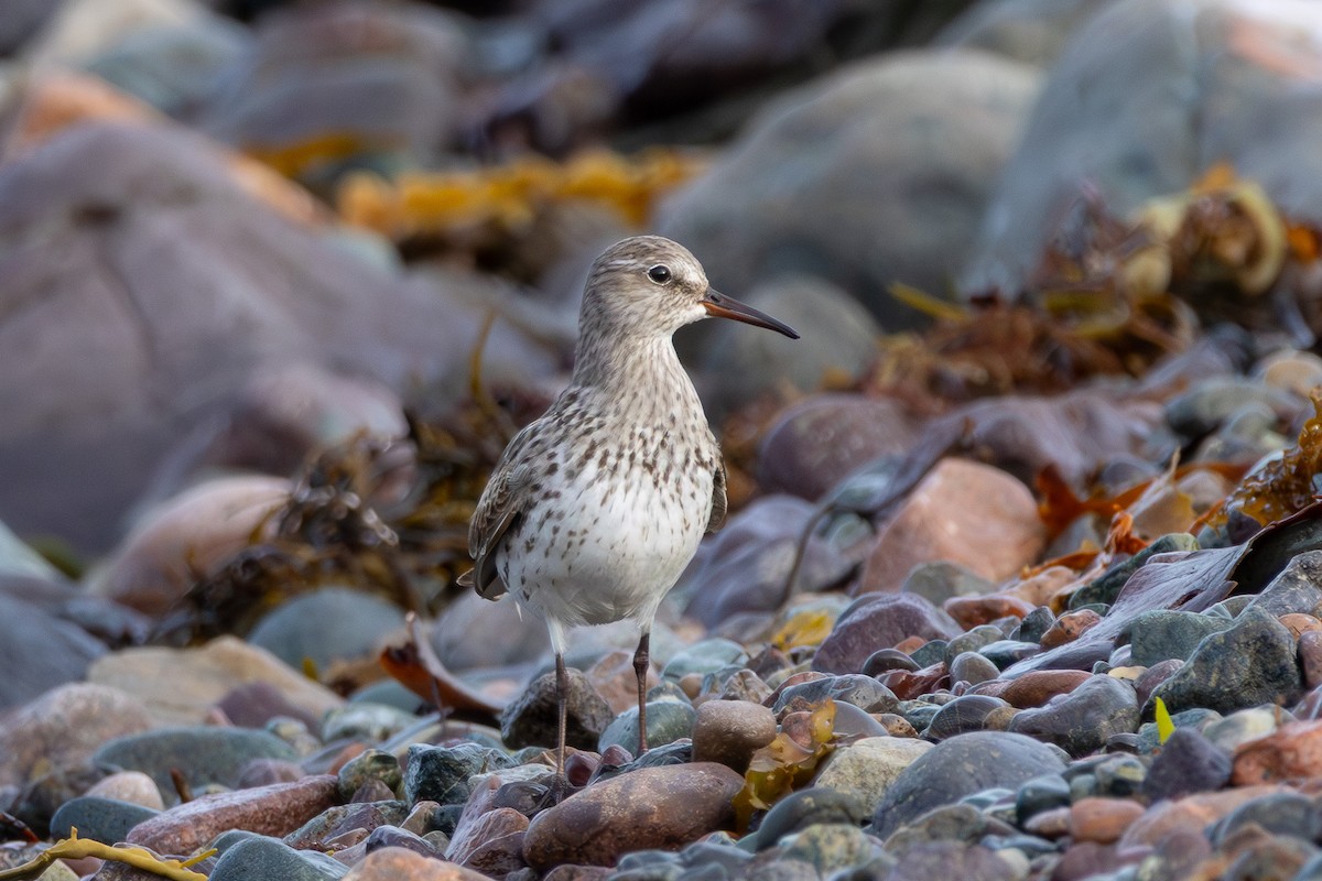 White-rumped Sandpiper - ML646363432