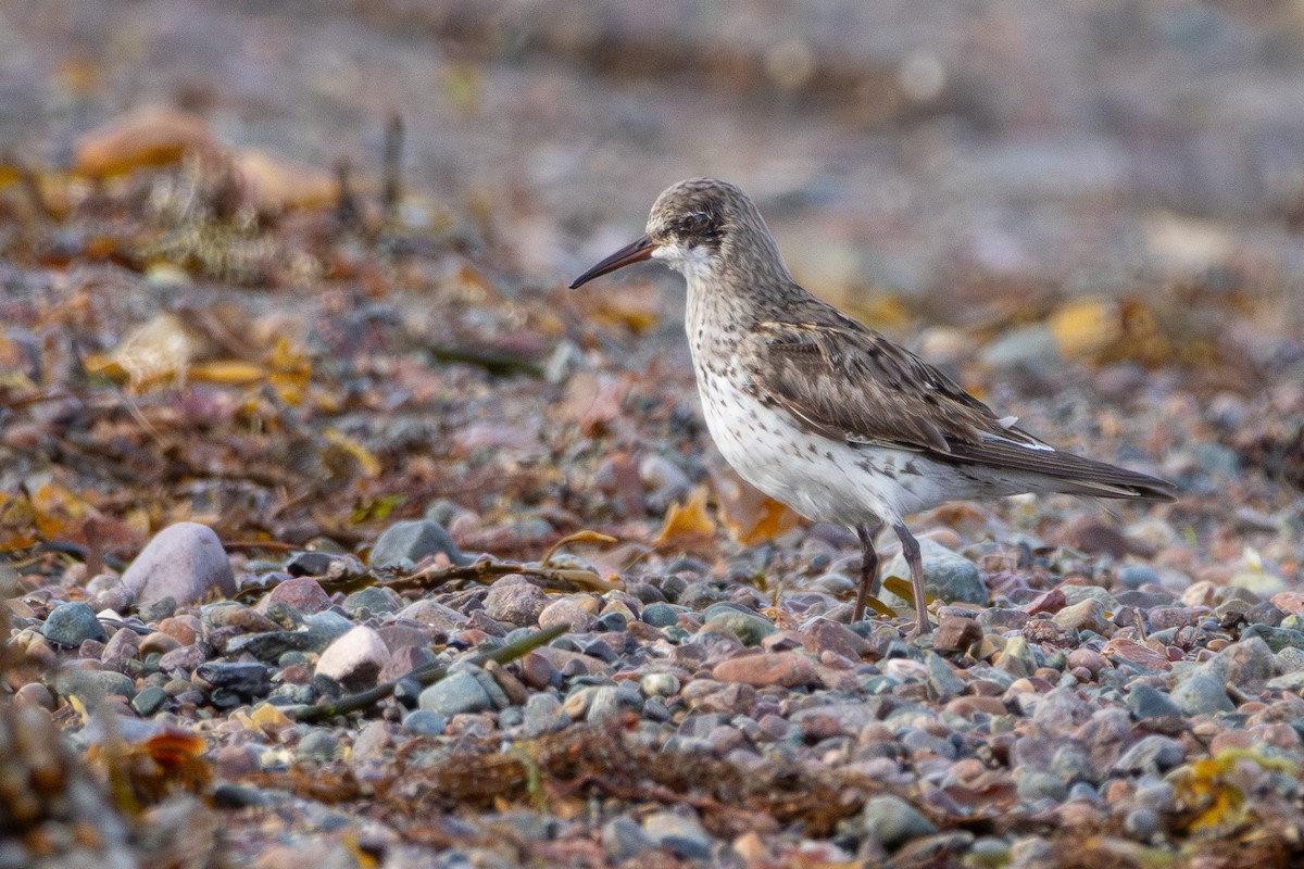 White-rumped Sandpiper - ML646363433