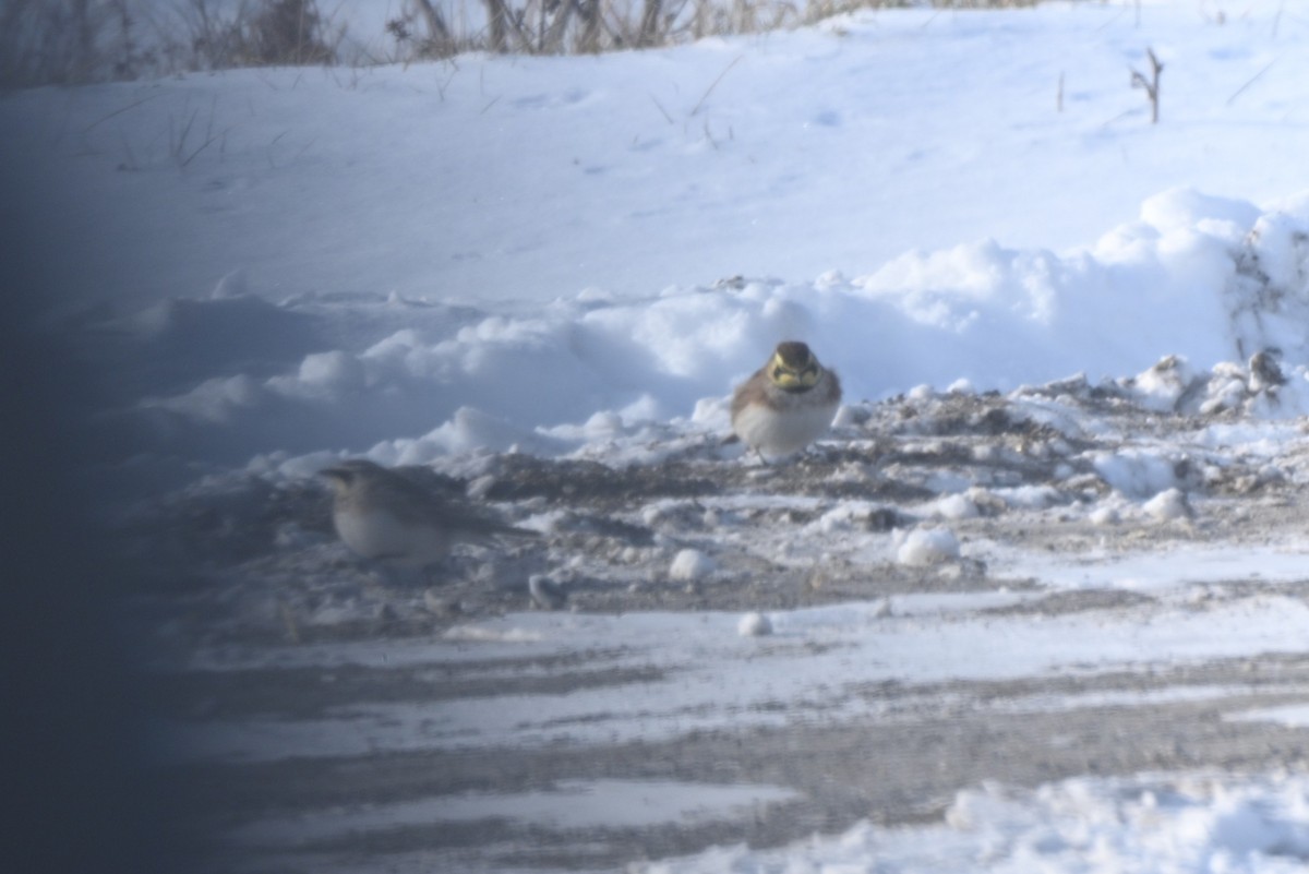 Horned Lark - ML646363434