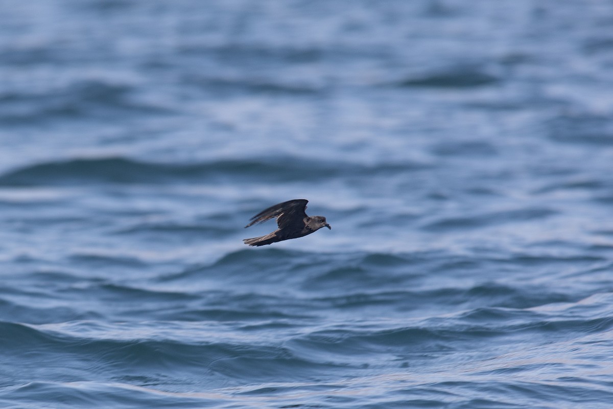 japanstormsvale - ML646363435