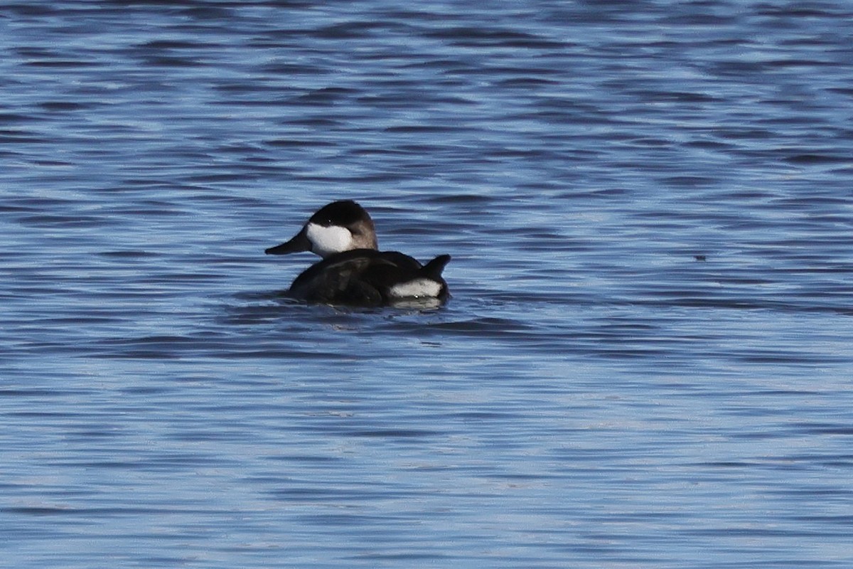 Ruddy Duck - ML646363436