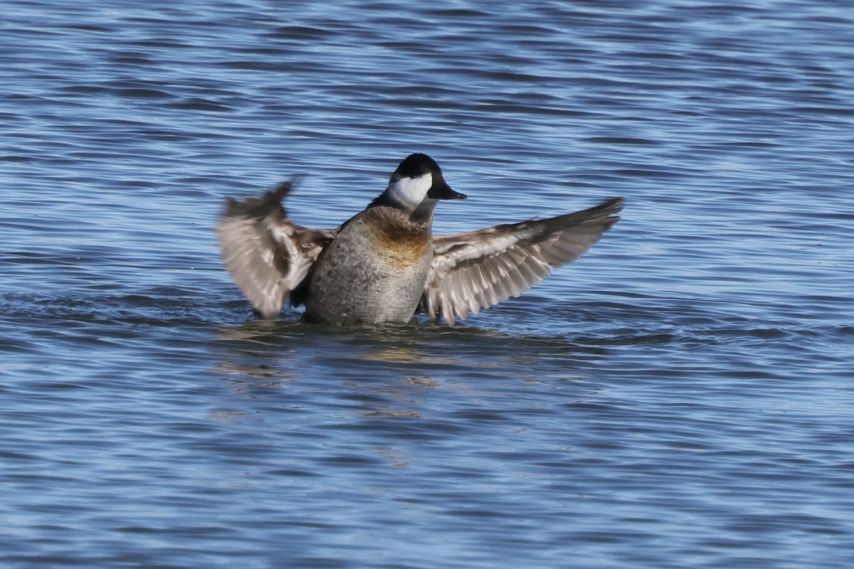 Ruddy Duck - ML646363437