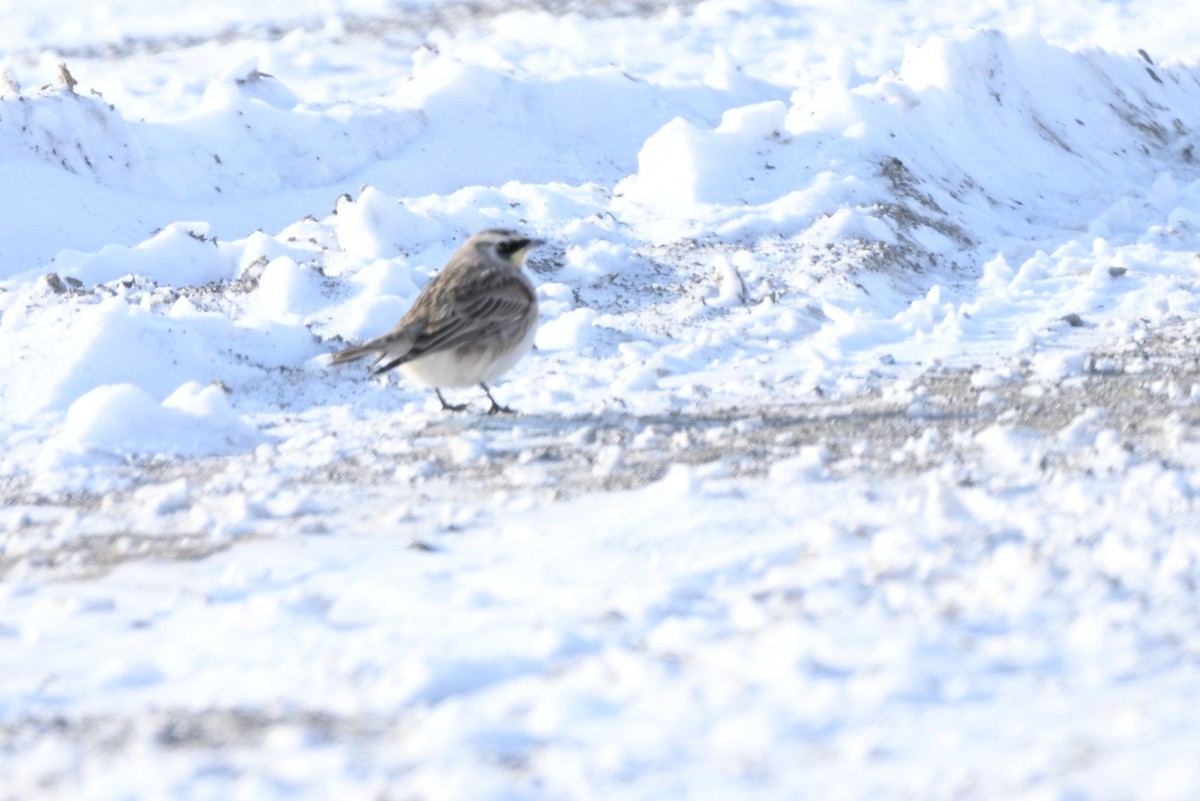 Horned Lark - ML646363439