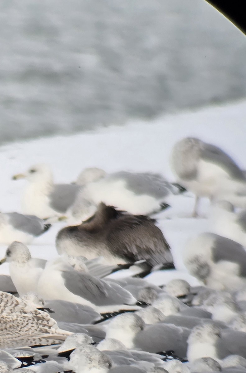 Brown Pelican - ML646363440