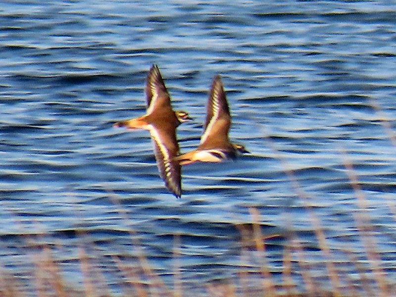 Killdeer - ML646363441