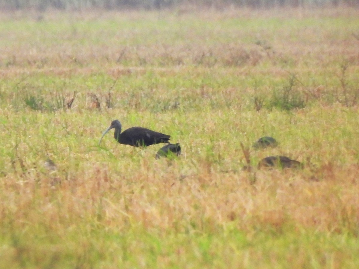 White-faced Ibis - ML646363443