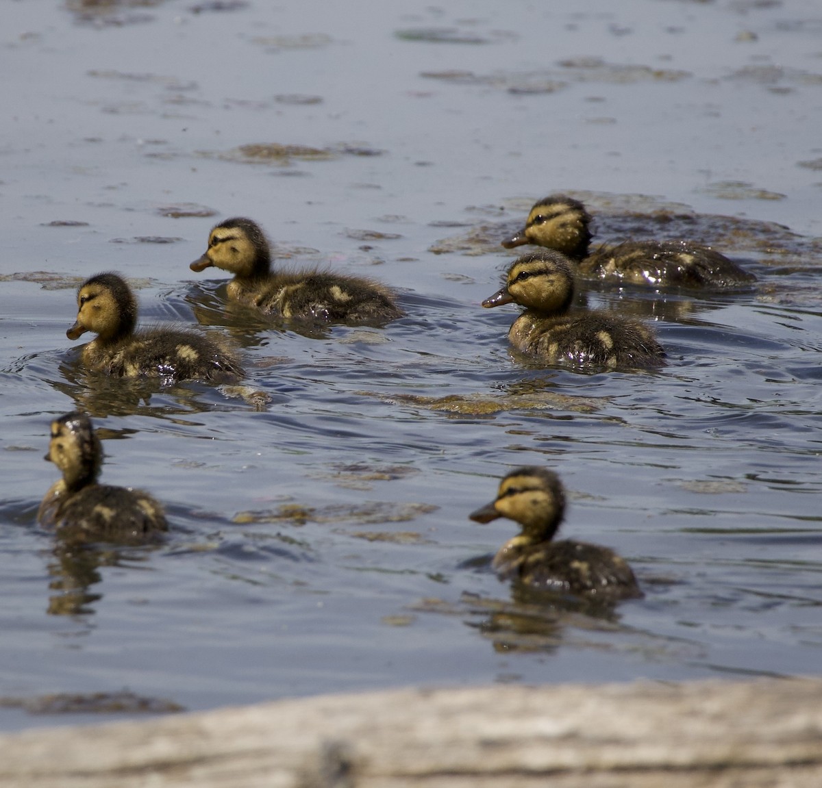 Mallard - ML646363451