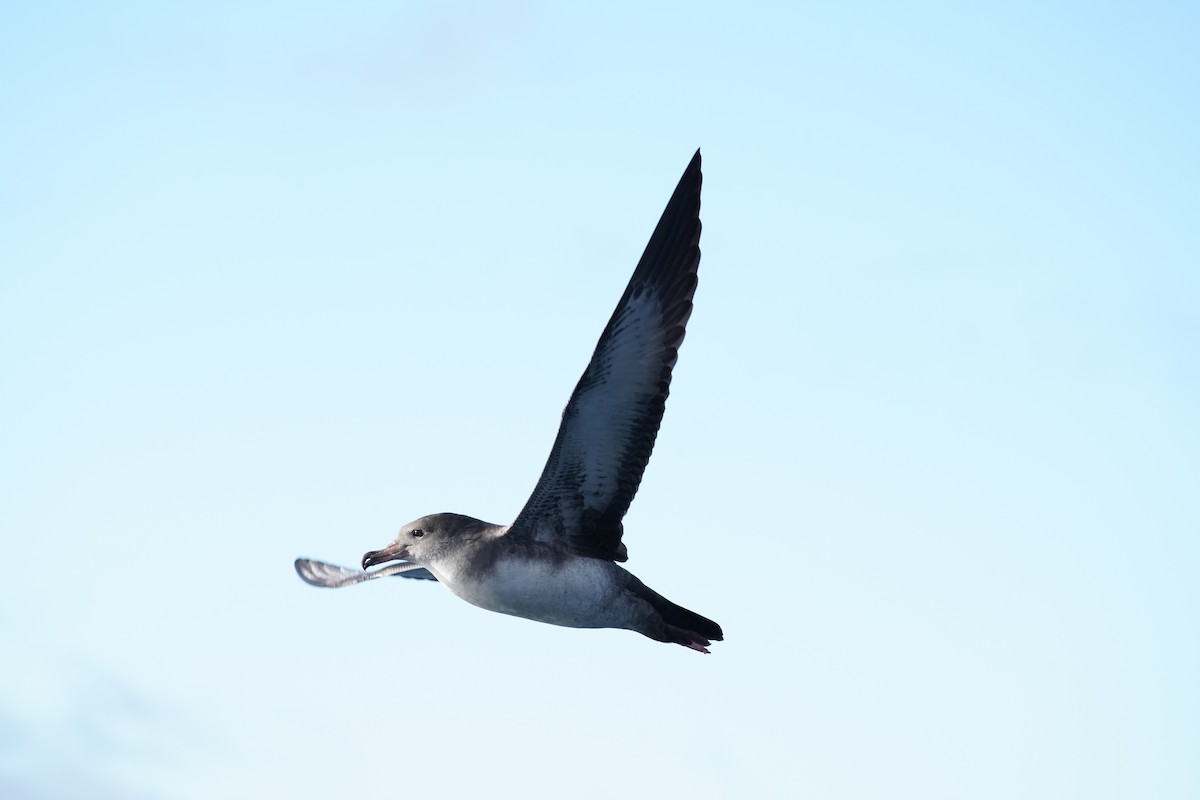Pink-footed Shearwater - ML646363452