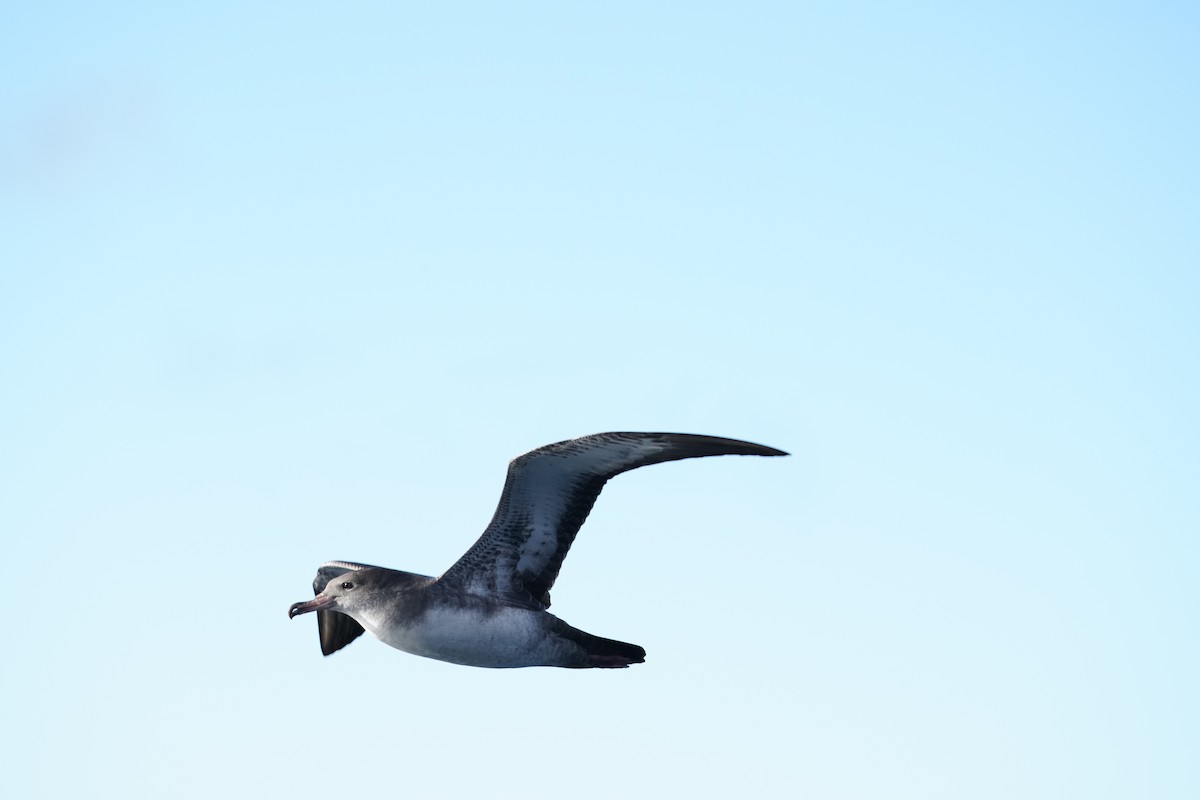 Pink-footed Shearwater - ML646363453