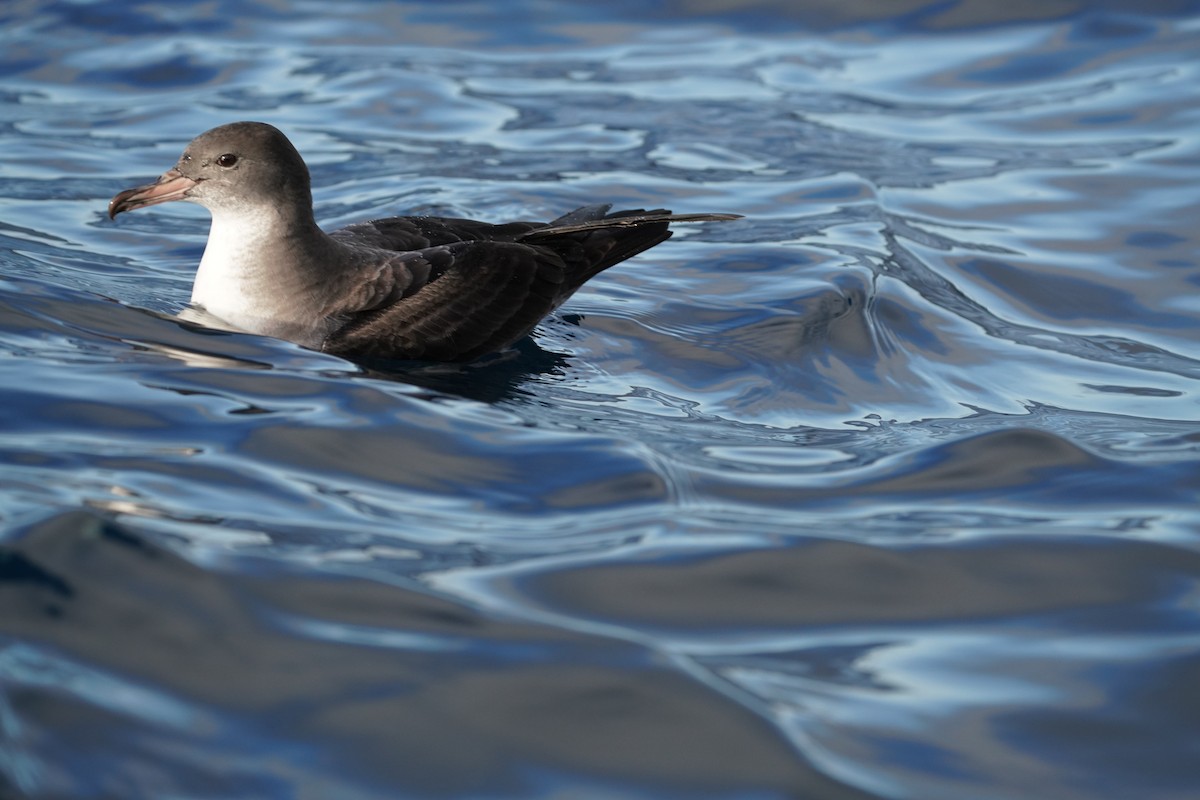 Pink-footed Shearwater - ML646363454
