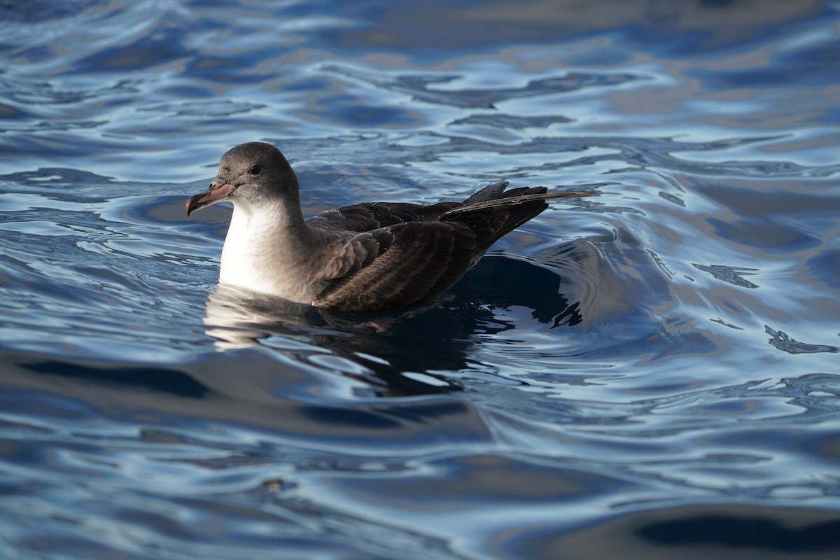 Pink-footed Shearwater - ML646363455