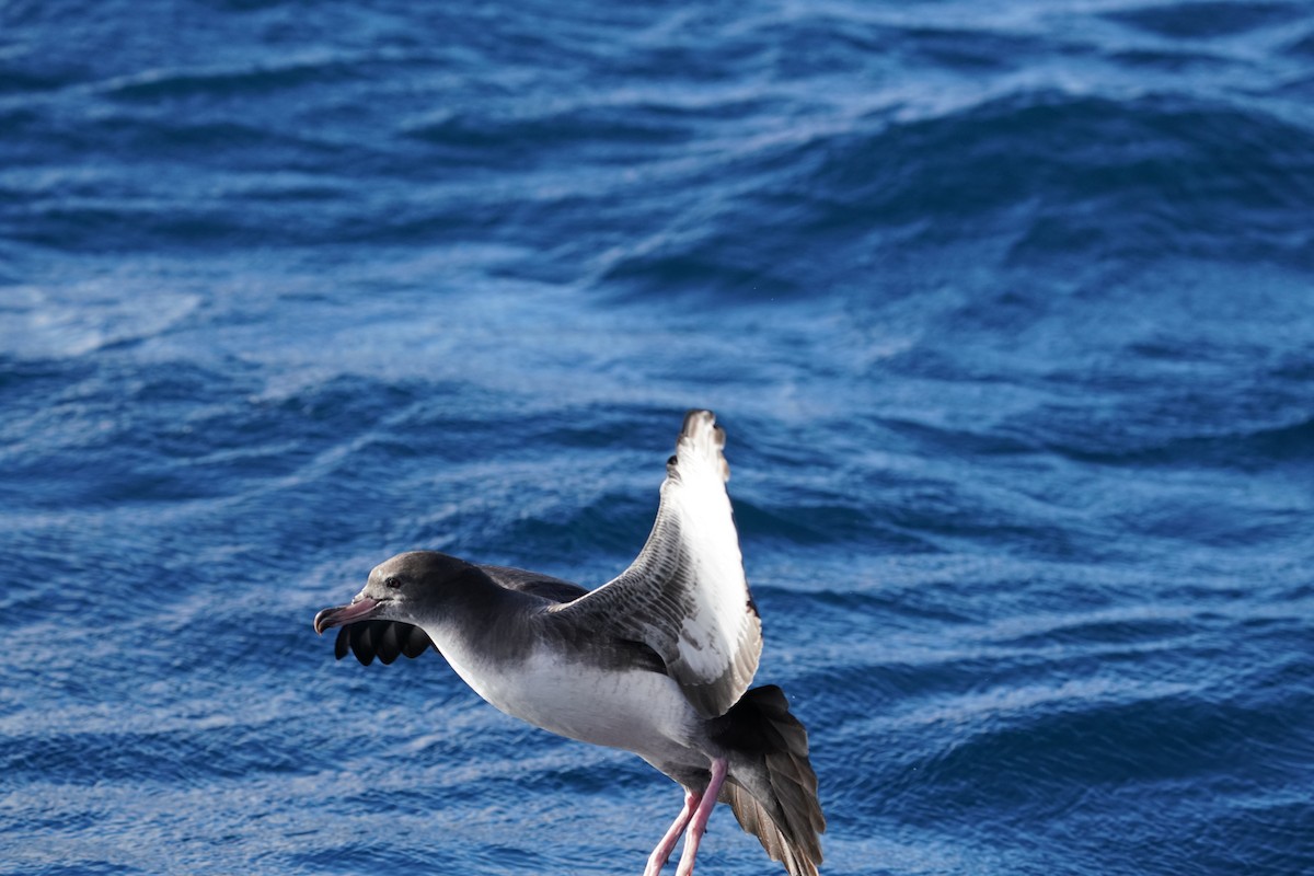 Pink-footed Shearwater - ML646363456