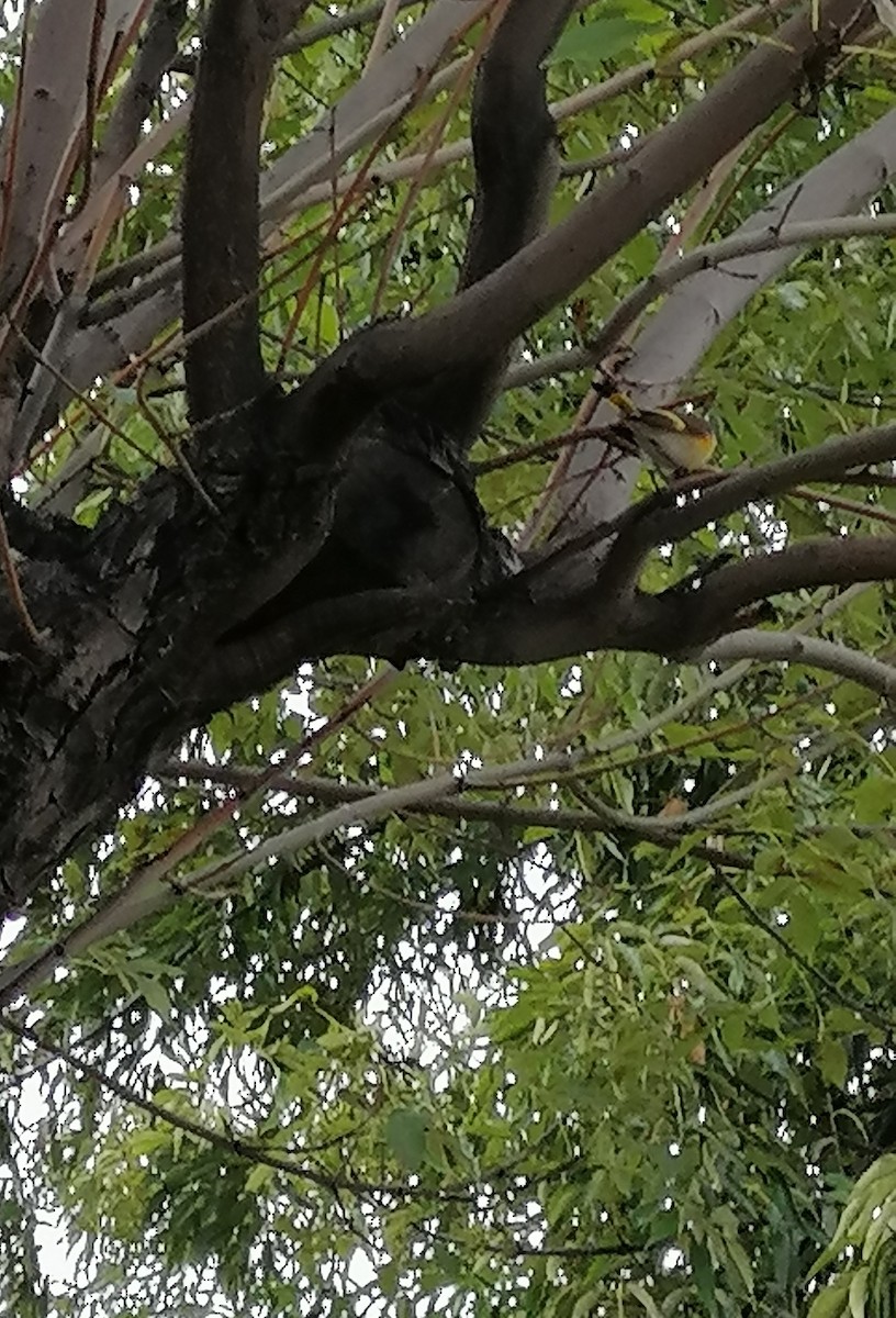 American Redstart - ML646363457