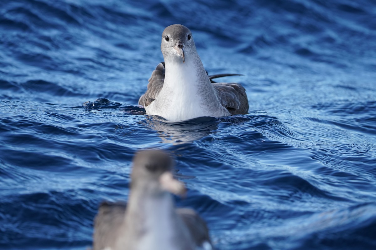 Pink-footed Shearwater - ML646363458