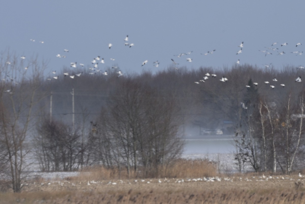 Snow Goose - ML646363460