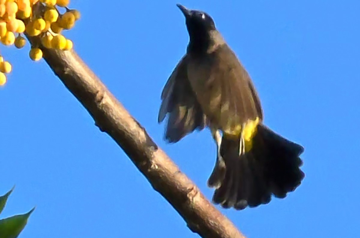 White-spectacled Bulbul - ML646363461