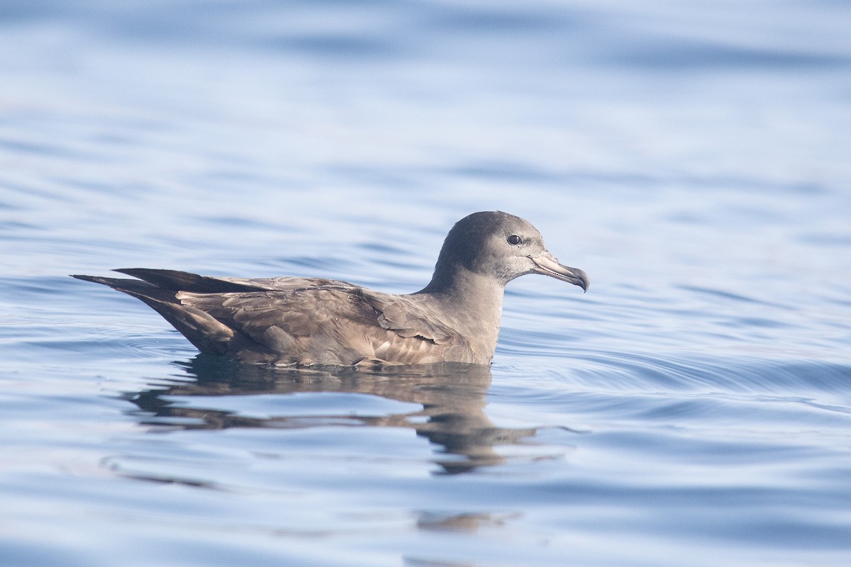 Flesh-footed Shearwater - ML646363463