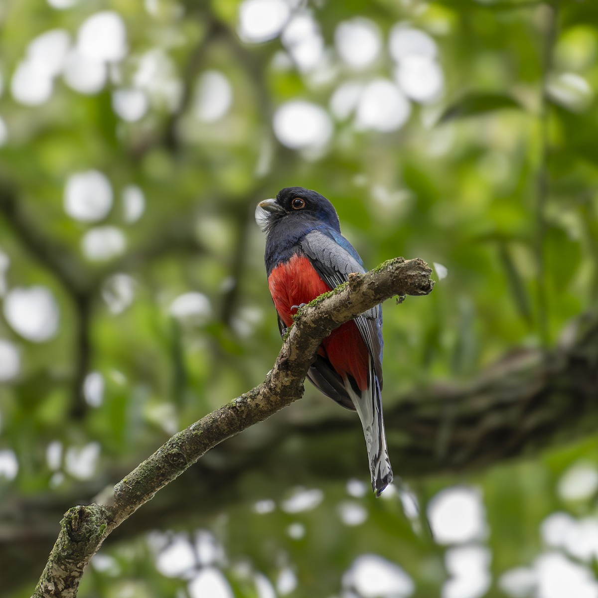 Surucua Trogon - ML646363464