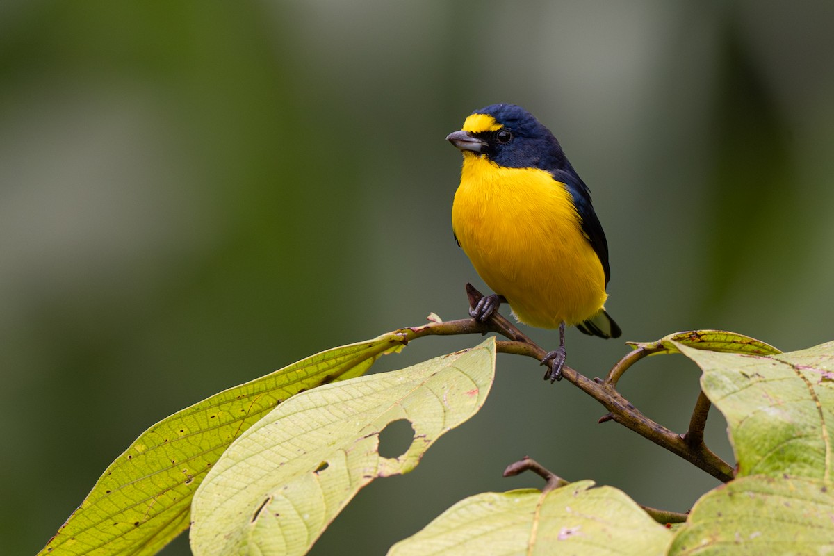 Yellow-throated Euphonia - ML646363465