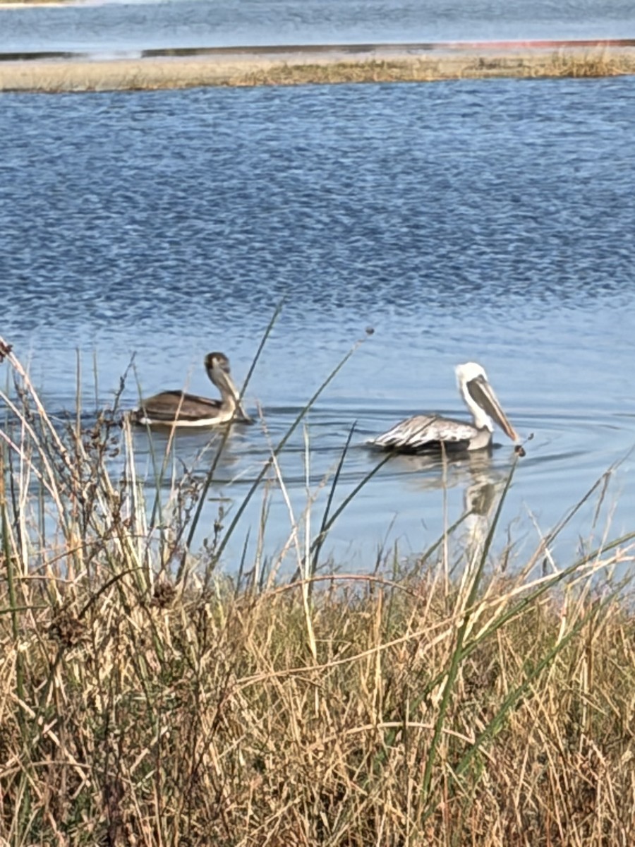 Brown Pelican - ML646363466