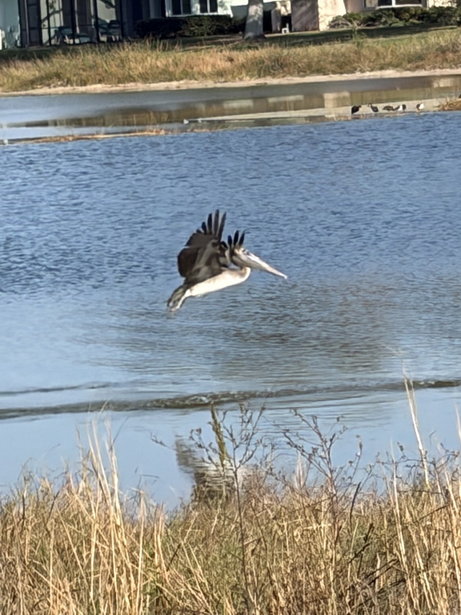 Brown Pelican - ML646363468
