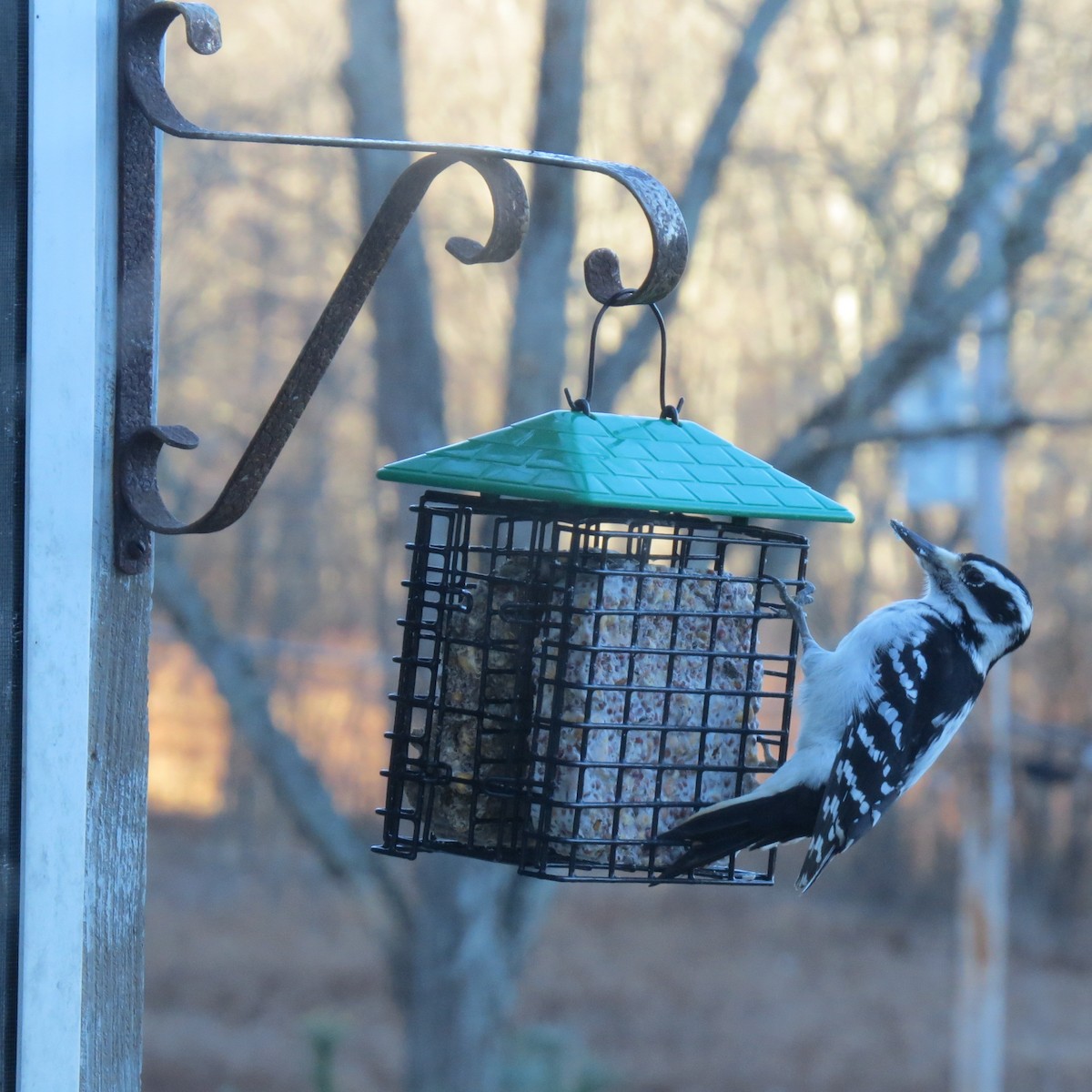 Hairy Woodpecker - ML646363469