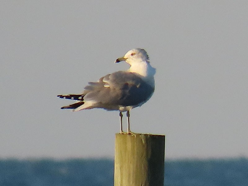Ring-billed Gull - ML646363471