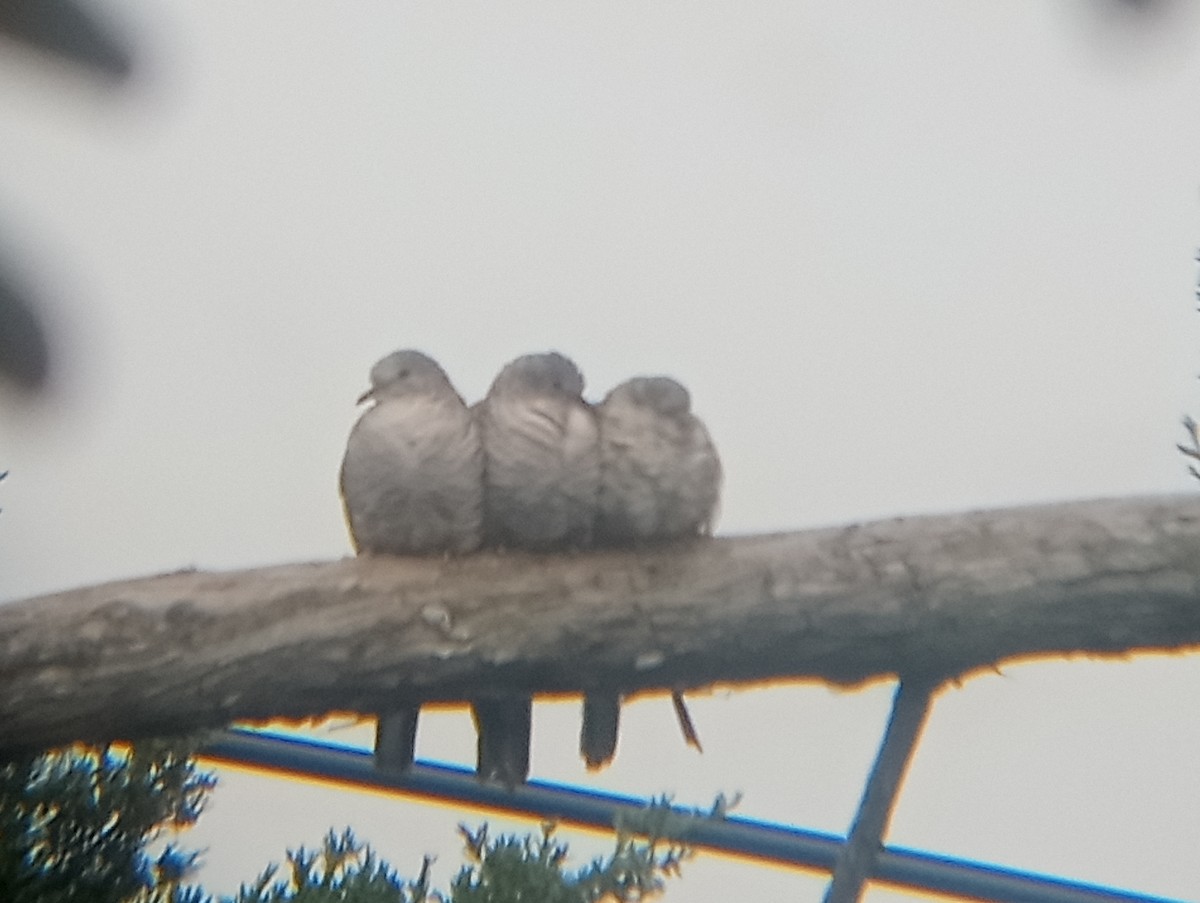 Inca Dove - ML646363472