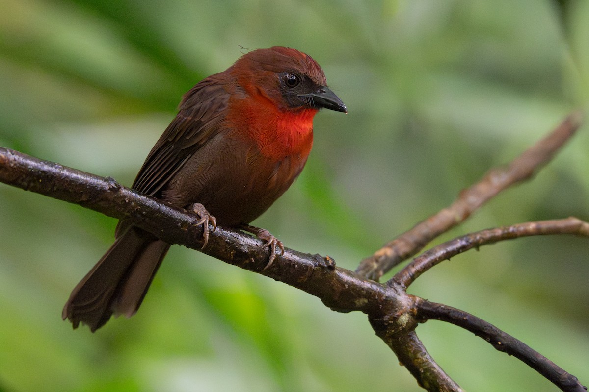 Red-throated Ant-Tanager - ML646363473