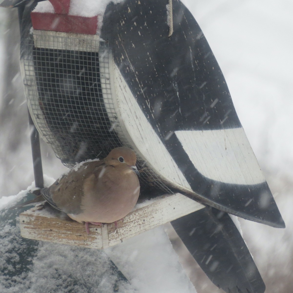 Mourning Dove - ML646363474
