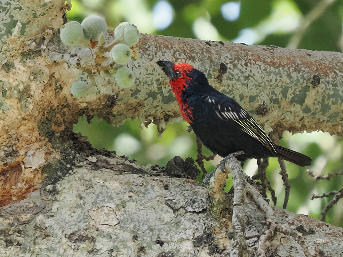 Black-billed Barbet - ML646363475