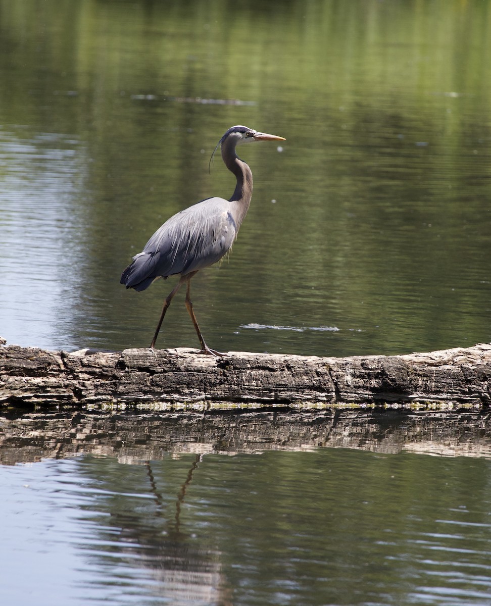 Great Blue Heron - ML646363478