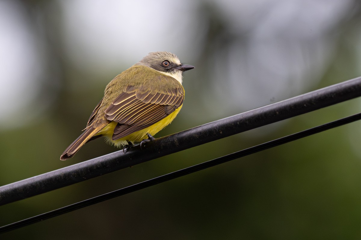 Gray-capped Flycatcher - ML646363479