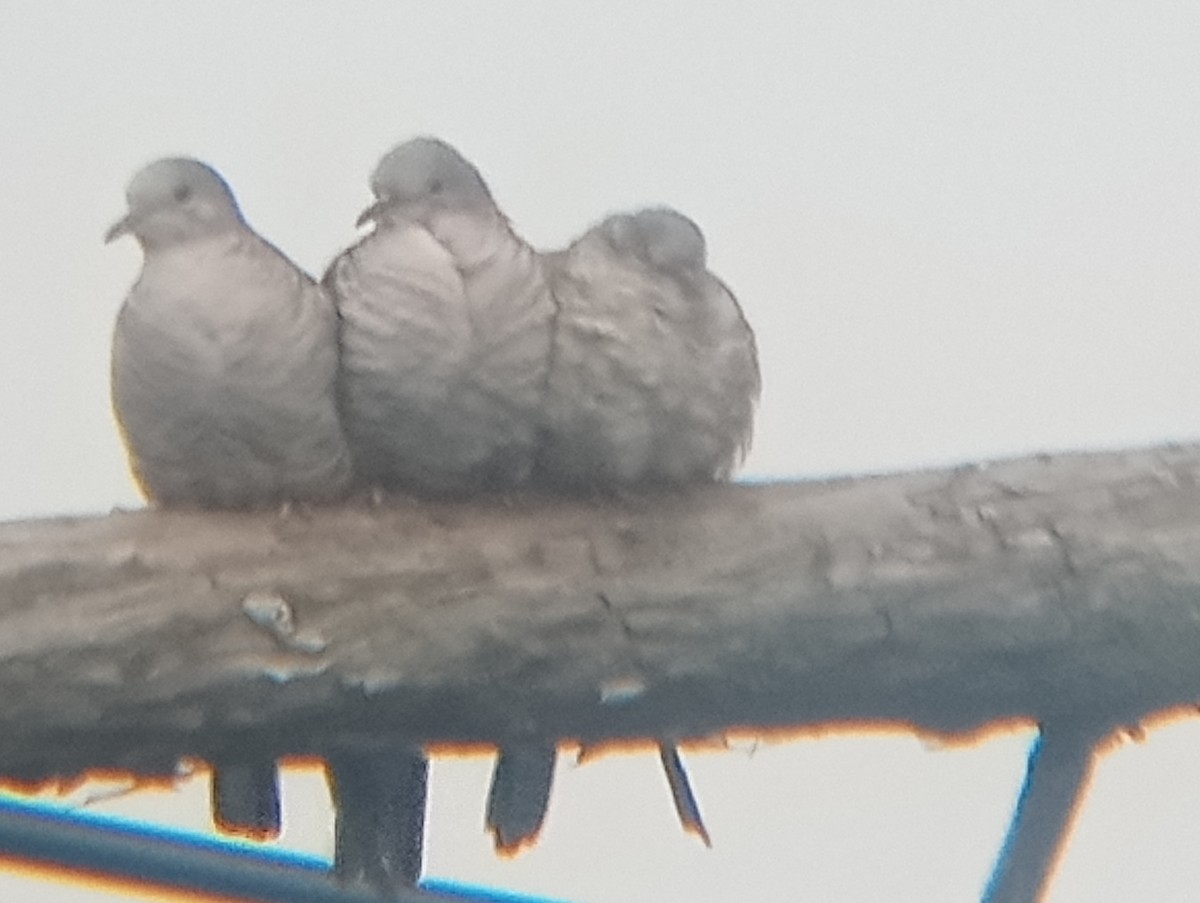 Inca Dove - ML646363480