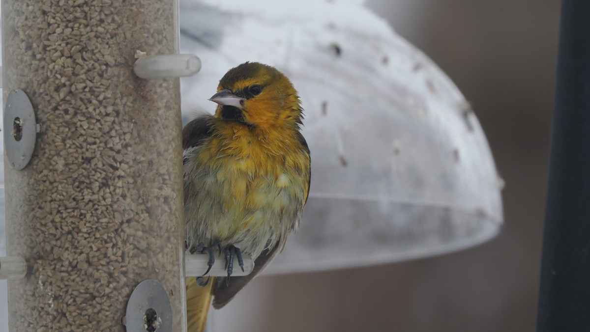 Bullock's Oriole - ML646363481