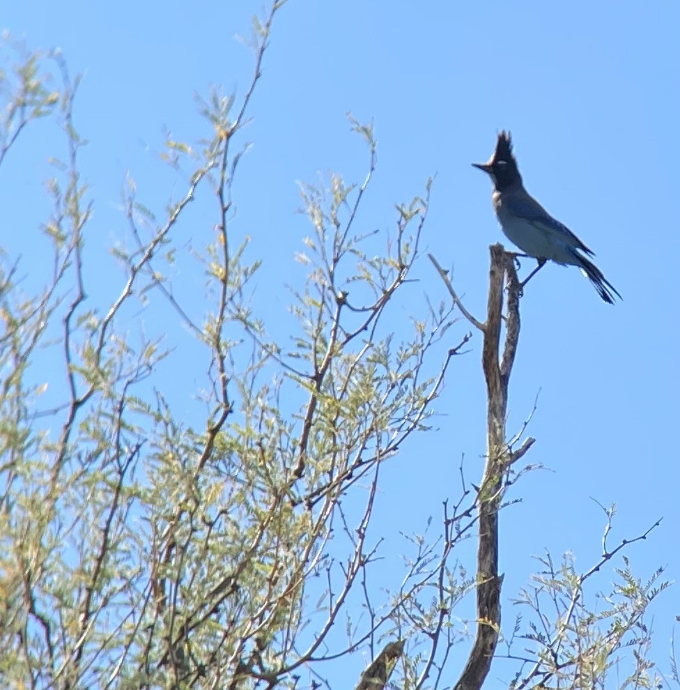 Steller's Jay - ML646363483