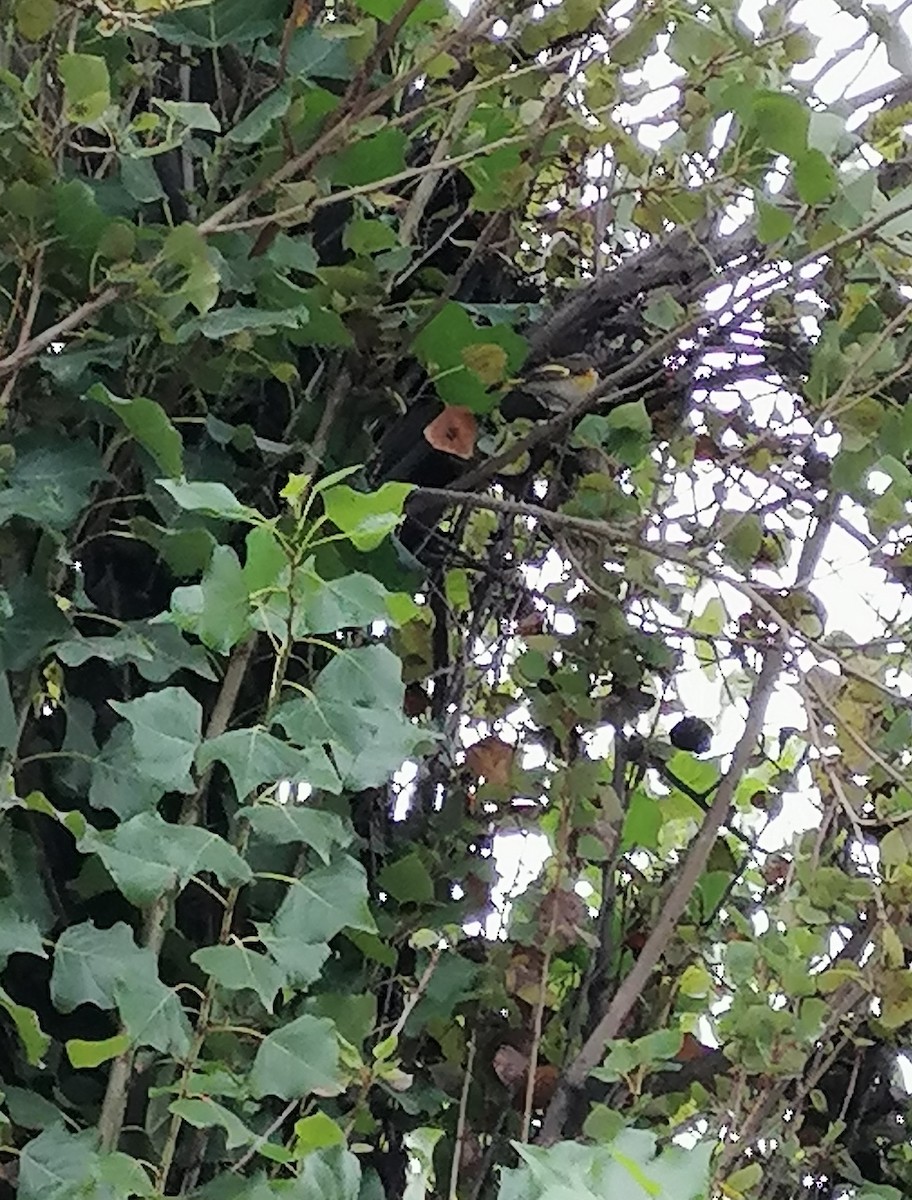 American Redstart - ML646363484