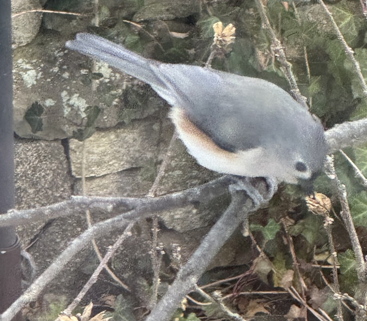 Tufted Titmouse - ML646363485