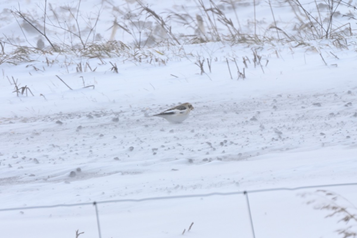 Snow Bunting - ML646363486