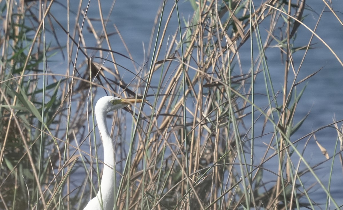 アフリカチュウサギ／チュウサギ - ML646363487