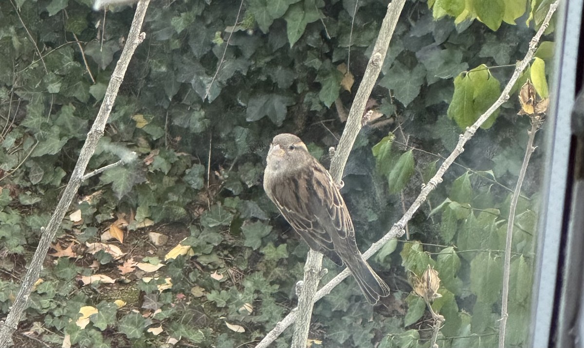 House Sparrow - ML646363489