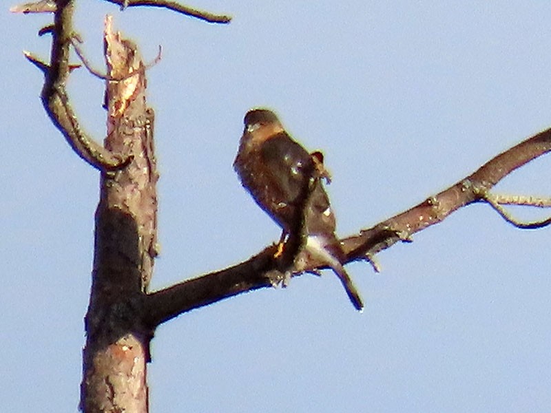 Sharp-shinned Hawk - ML646363490