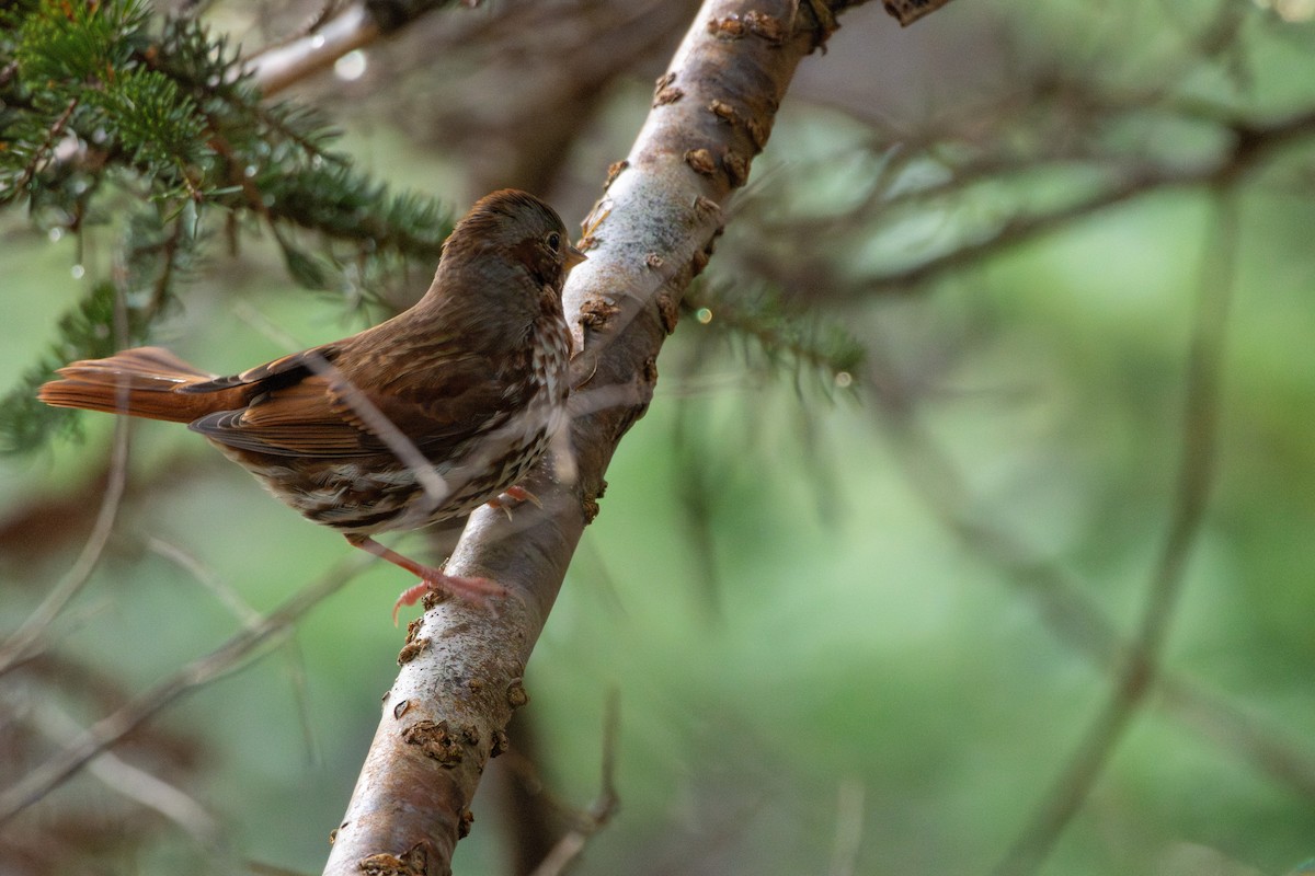 Fox Sparrow (Red) - ML646363491