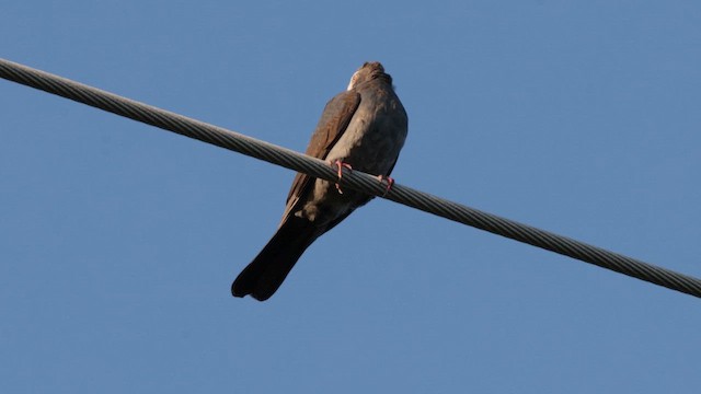 White-crowned Pigeon - ML646363492