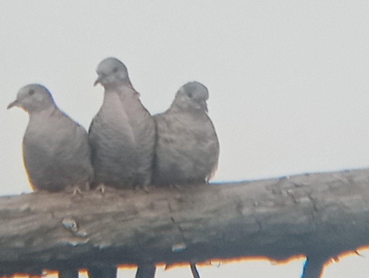 Inca Dove - ML646363495