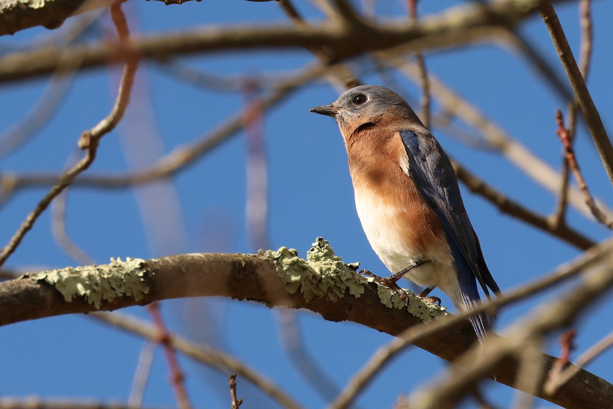 Восточная сиалия - ML646363497