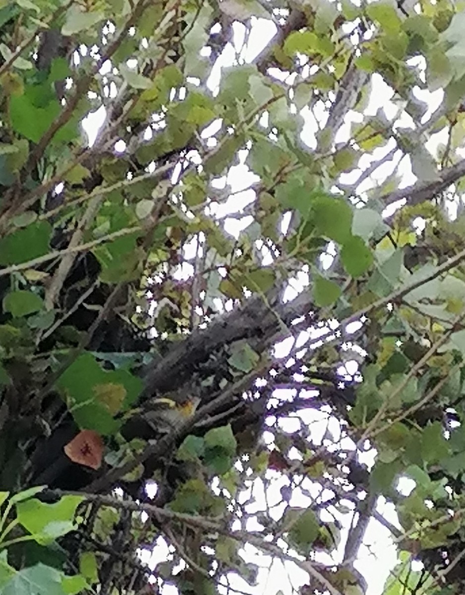 American Redstart - ML646363498