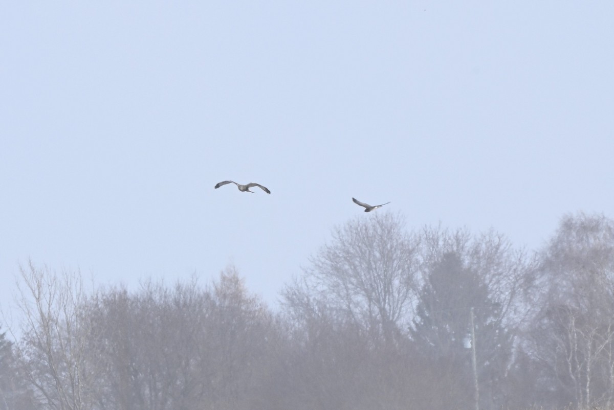 Northern Harrier - ML646363499